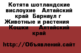 Котята шотландские вислоухие - Алтайский край, Барнаул г. Животные и растения » Кошки   . Алтайский край